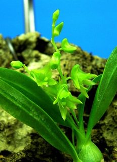 Dendrobium kanburiense