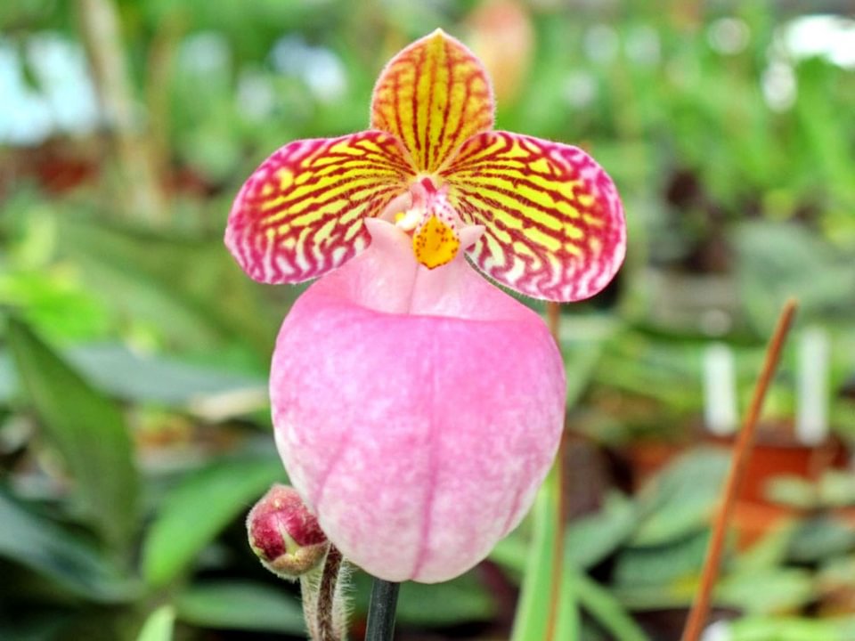 Orchideenstab Erdmännchen - Glasbläserei Andreas Voigt Orchideenstab Erdmännchen - Glasbläserei Andreas Voigt