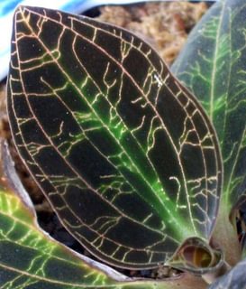 Dossinia marmorata