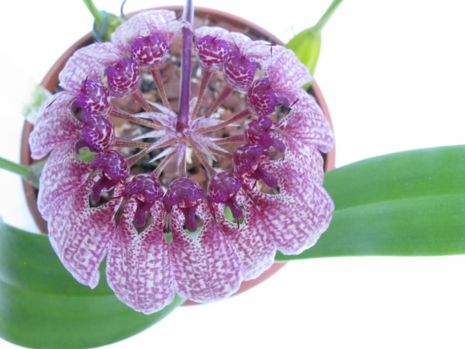 Bulbophyllum eberhardtii