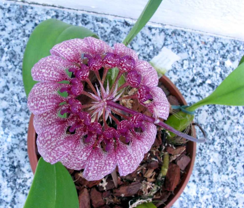Bulbophyllum eberhardtii