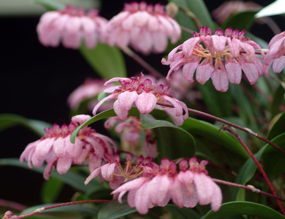 Bulbophyllum eberhardtii