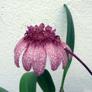 Bulbophyllum eberhardtii