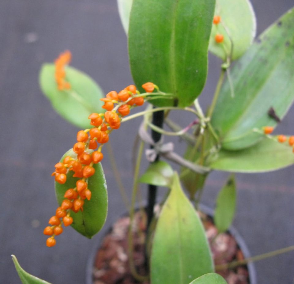 Pleurothallis truncata