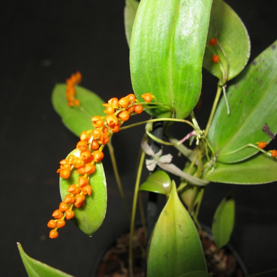 Pleurothallis truncata