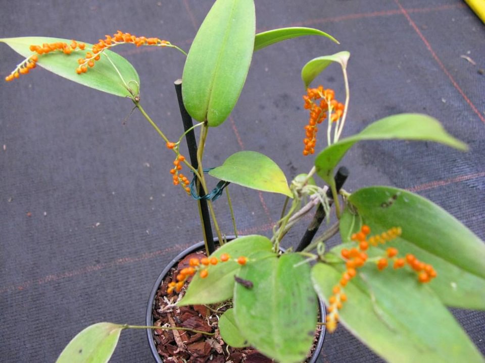 Pleurothallis truncata