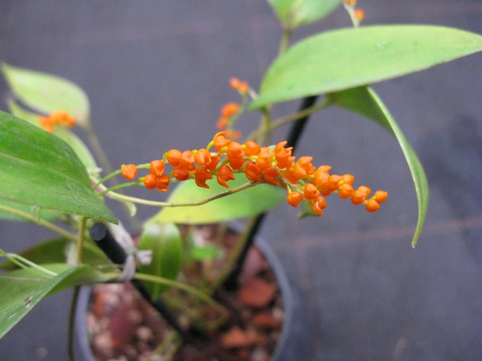 Pleurothallis truncata