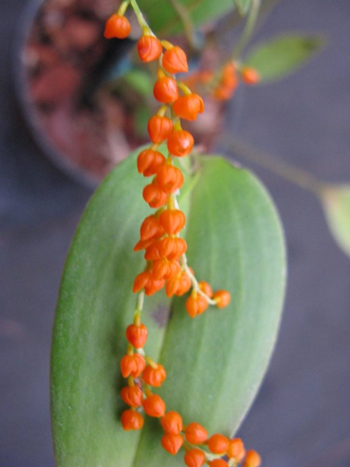 Pleurothallis truncata