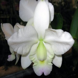 Cattleya   x dolosa, var. semi-alba