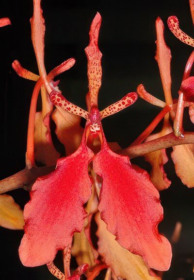 Renanthera imschootiana