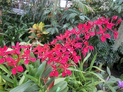 Renanthera philippinense