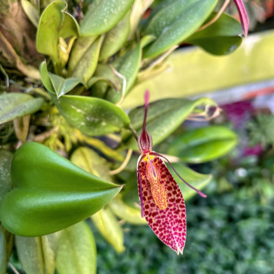 Restrepia guttulata
