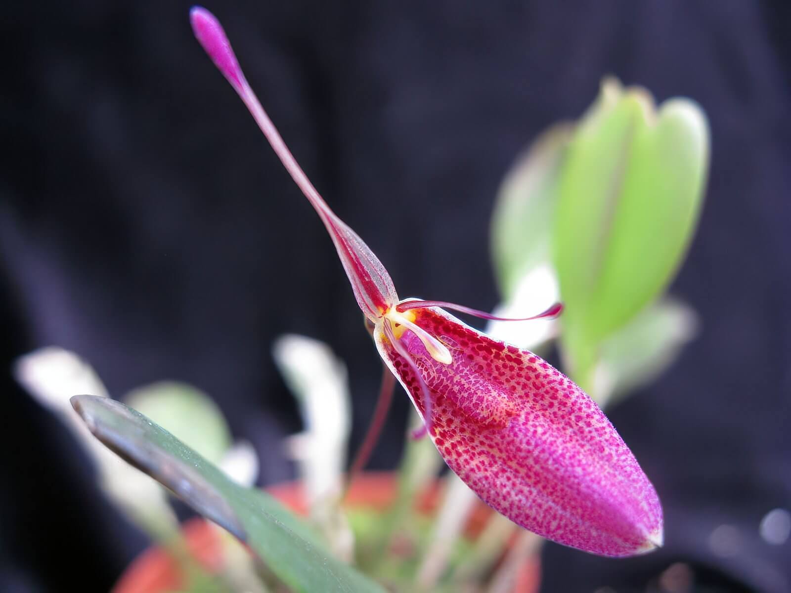 Restrepia pandurata