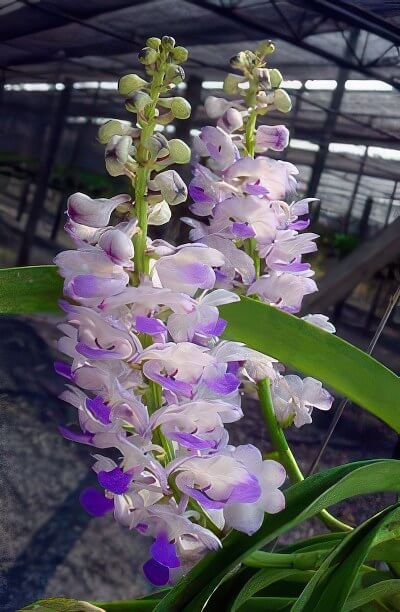 Rhynchostylis coelestis