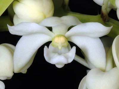 Rhynchostylis gigantea alba