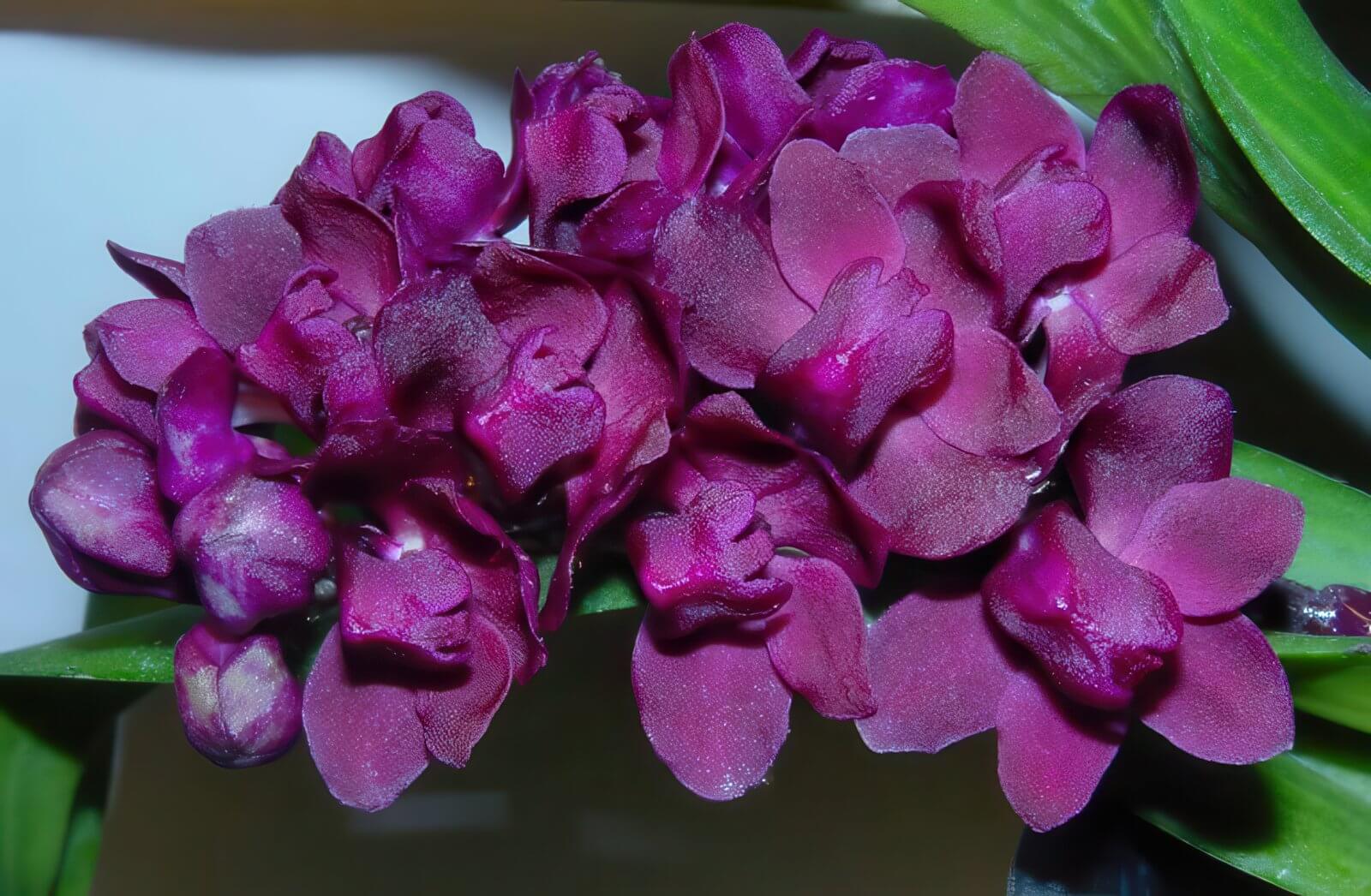 Rhynchostylis gigantea var. devarajunii