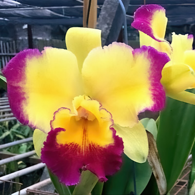 Rlc. Taiwan Fantasy 'TY'