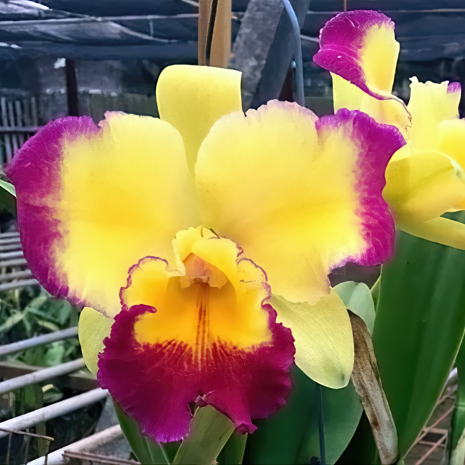 Rlc. Taiwan Fantasy 'TY'