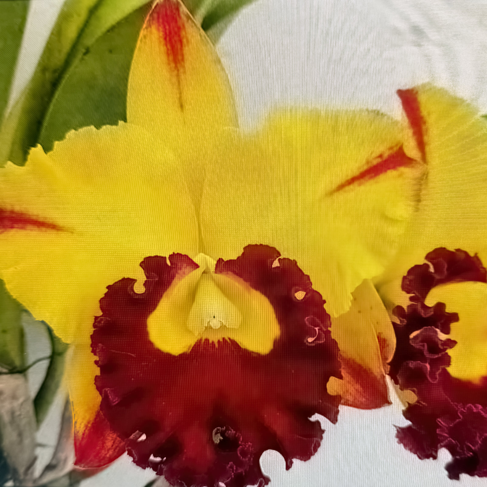 Rlc. Taiwan Golden Peacock
