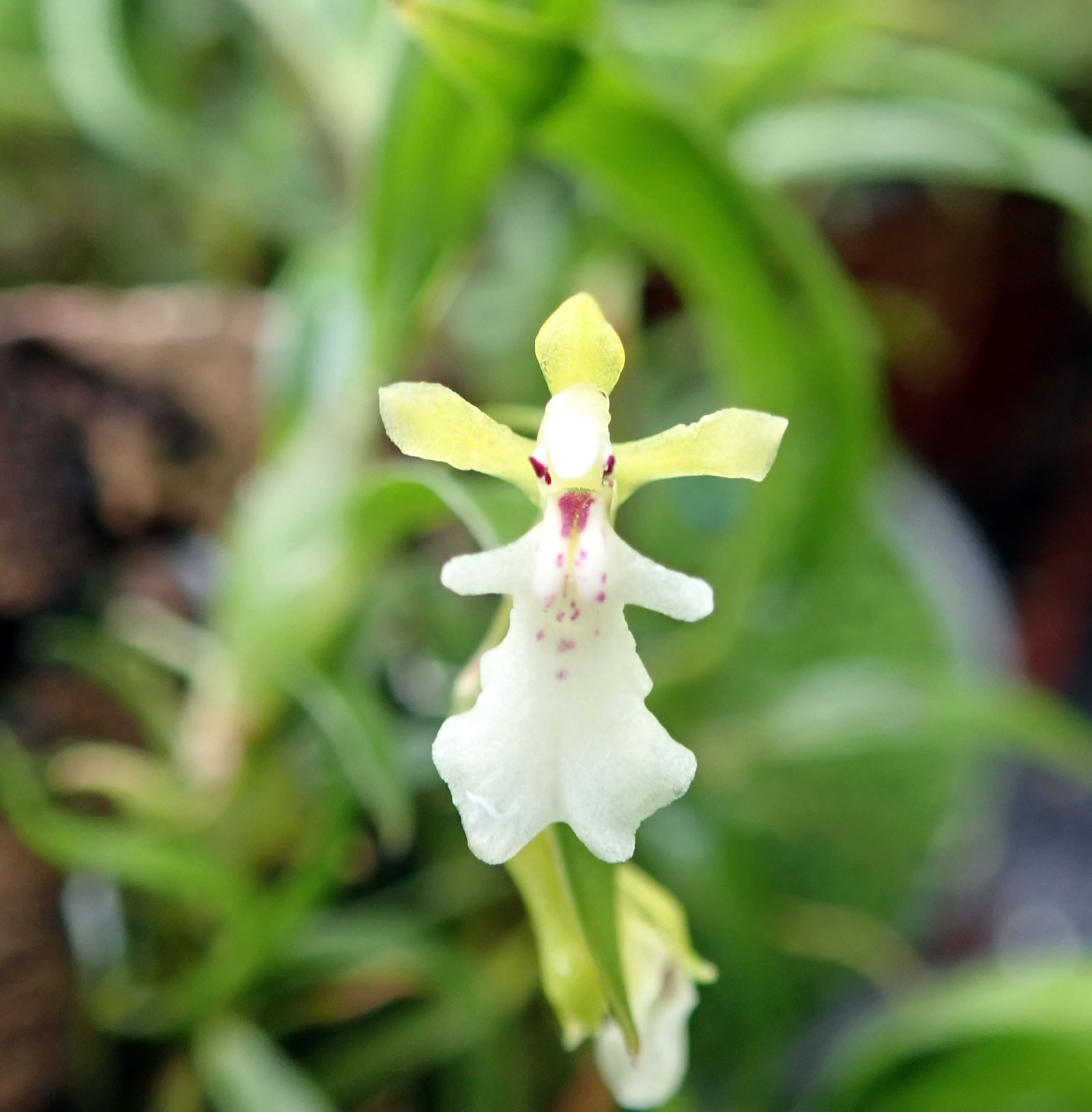 Rodrigueziopsis eleutherosepala