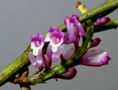 Schoenorchis juncifolia