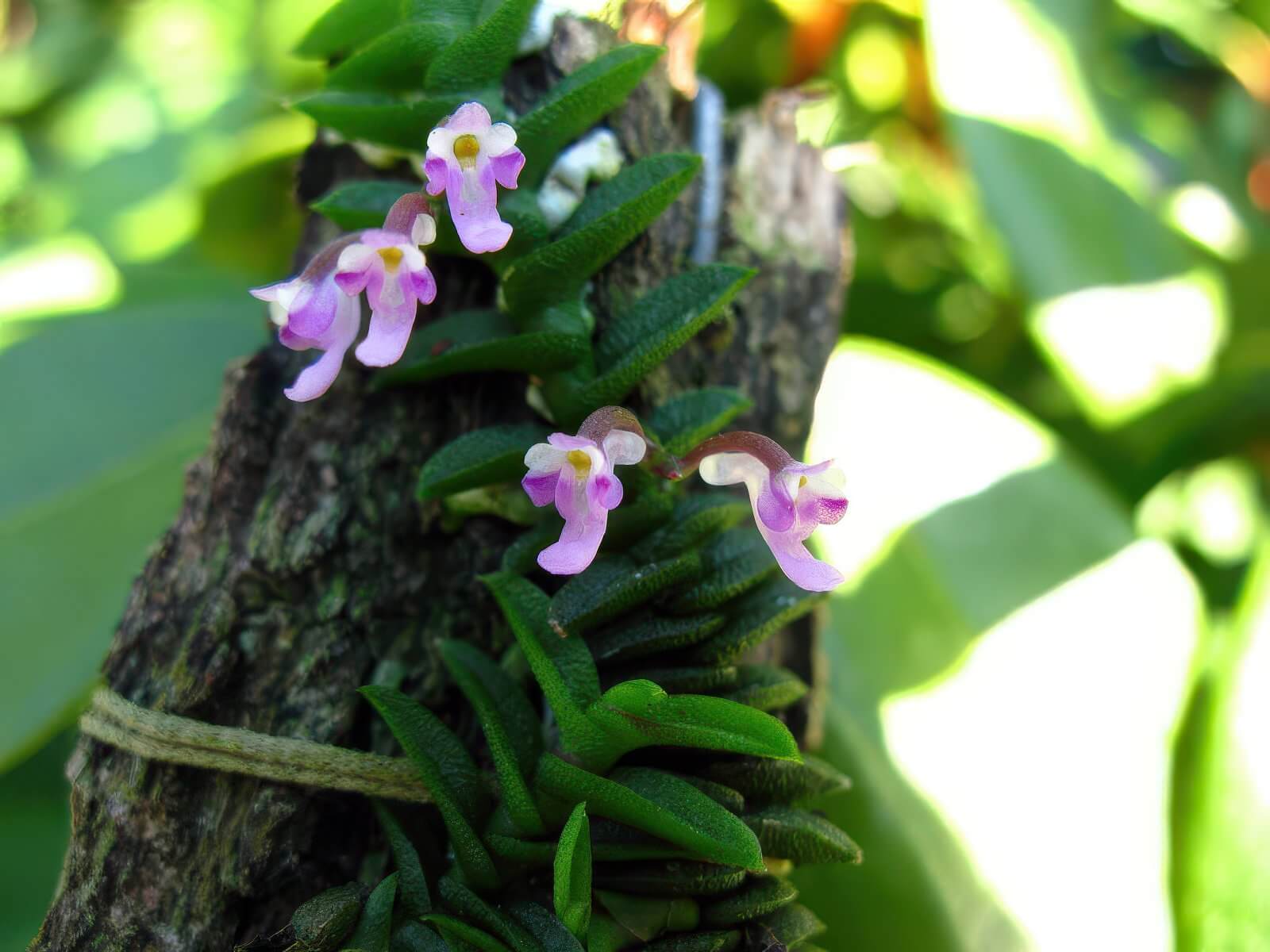 Schoenorchis scolopendria