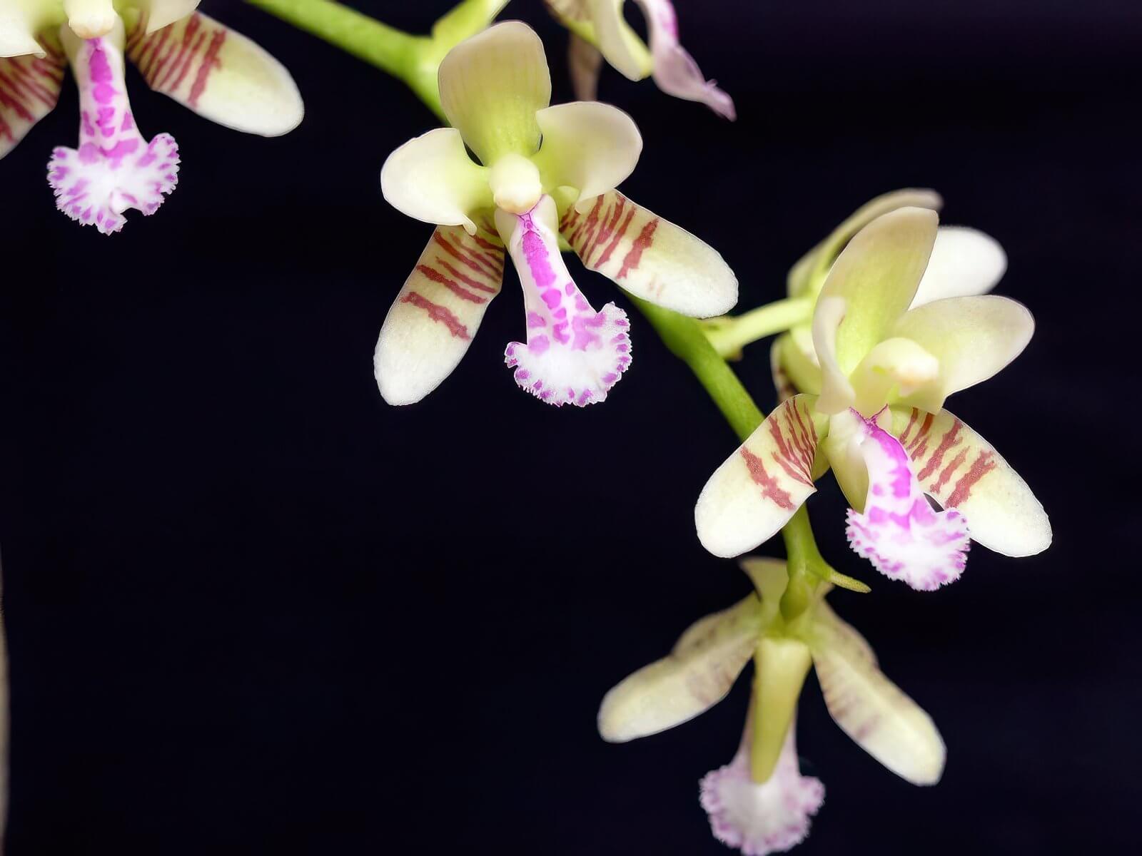 Sedirea japonica (Phalaenopsis japonica)