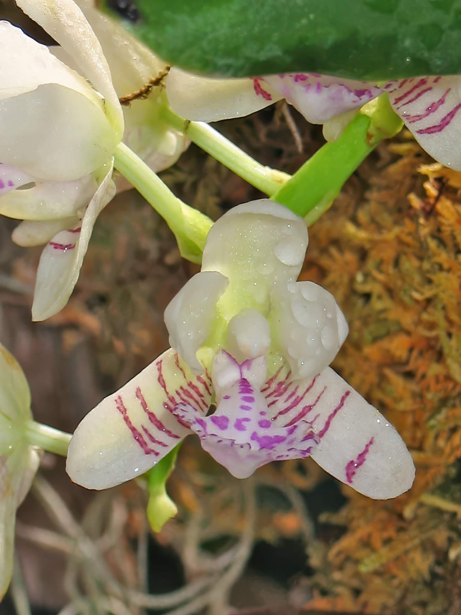Sedirea japonica (Phalaenopsis japonica)