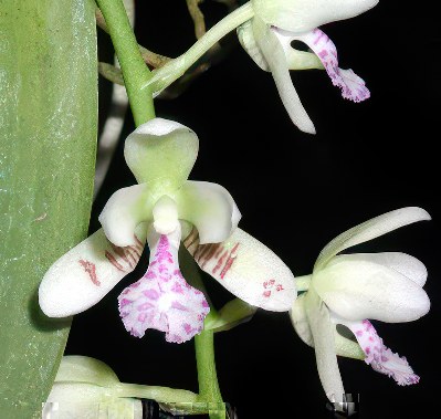 Sedirea japonica (Phalaenopsis japonica)