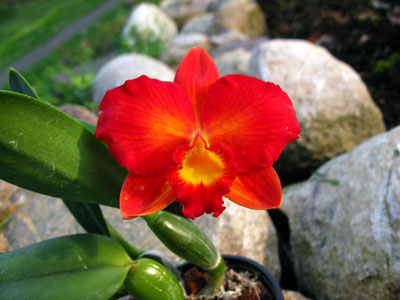 Slc. Angel Kiss ,Nr.5'