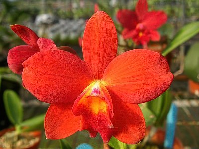 Slc. Dancing Daffodil 'Little Fairy'