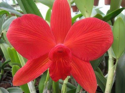 Slc. Fire Lighter 'Janet'