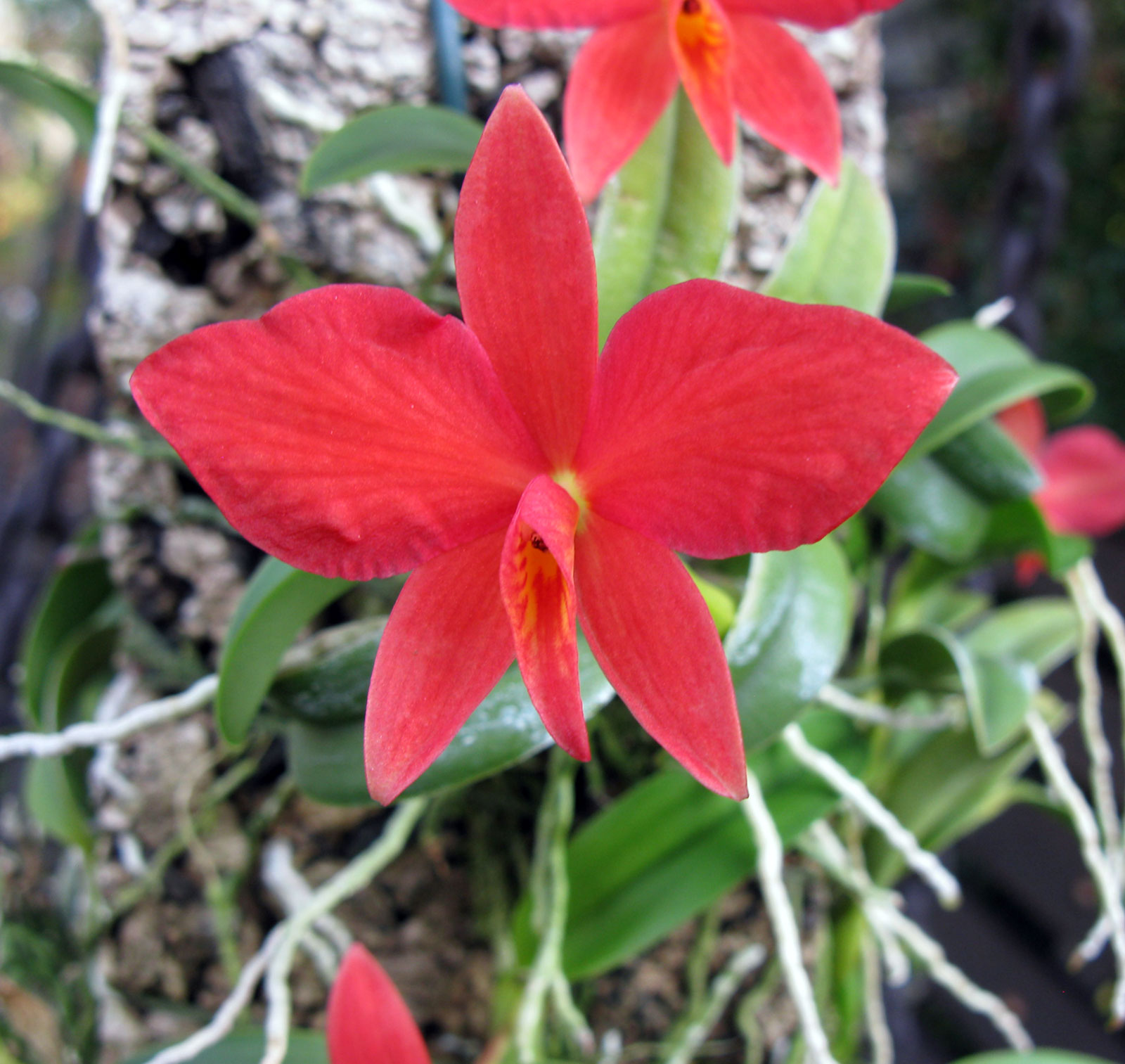 Sophronitis brevipedunculata