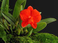 Sophronitis (Cattleya) coccinea