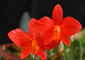 Sophronitis (Cattleya) coccinea