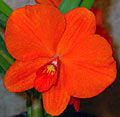 Sophronitis (Cattleya) coccinea