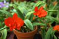 Sophronitis (Cattleya) coccinea