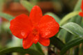 Sophronitis (Cattleya) coccinea