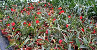 Sophronitis (Cattleya) coccinea