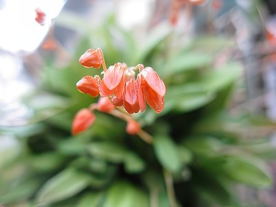Specklinia lanceola