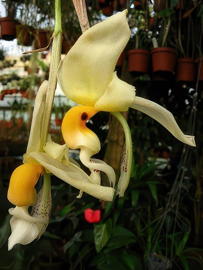 Stanhopea embree