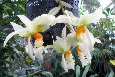 Stanhopea inodora