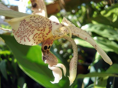 Stanhopea insignis
