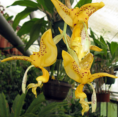 Stanhopea jenishiana