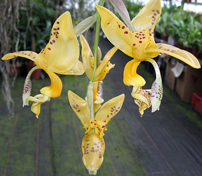 Stanhopea jenishiana