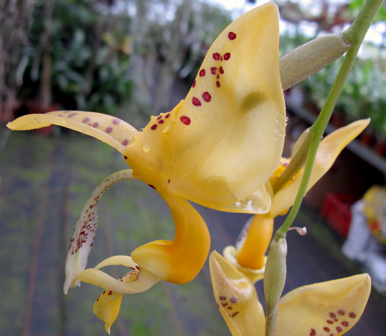 Stanhopea jenishiana