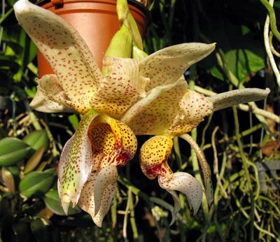 Stanhopea napoense
