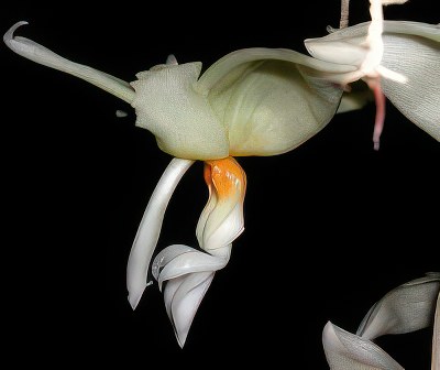 Stanhopea ruckeri