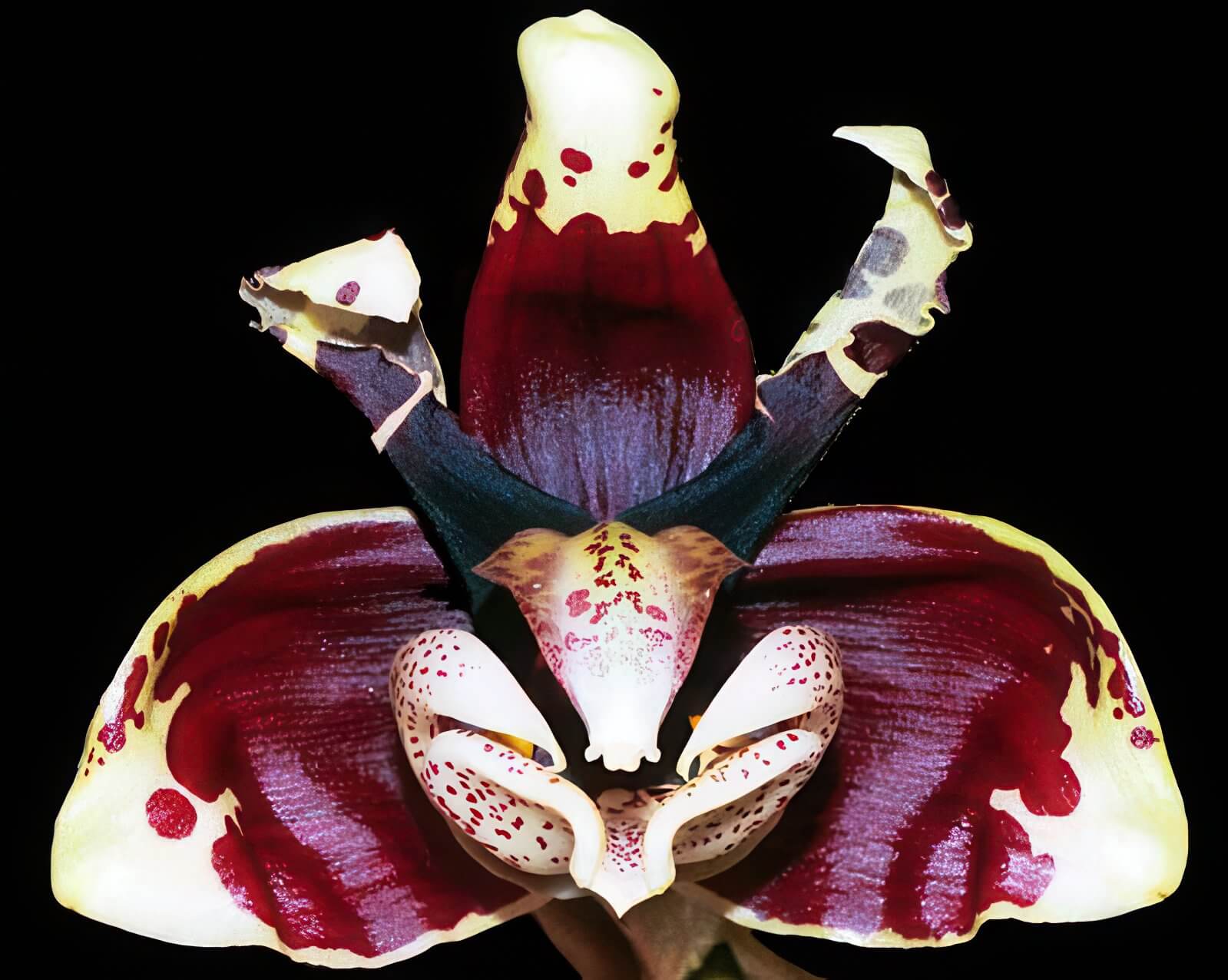 Stanhopea tigrina