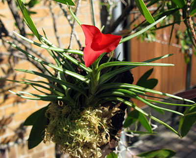 Tillandsia albertiana